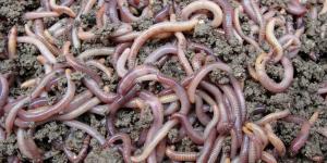Разведение червей в домашних условиях (фото): что, зачем и как?