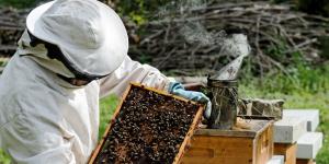 Пчеловодство, как бизнес: этапы организации Бизнес продажа меда рентабельность