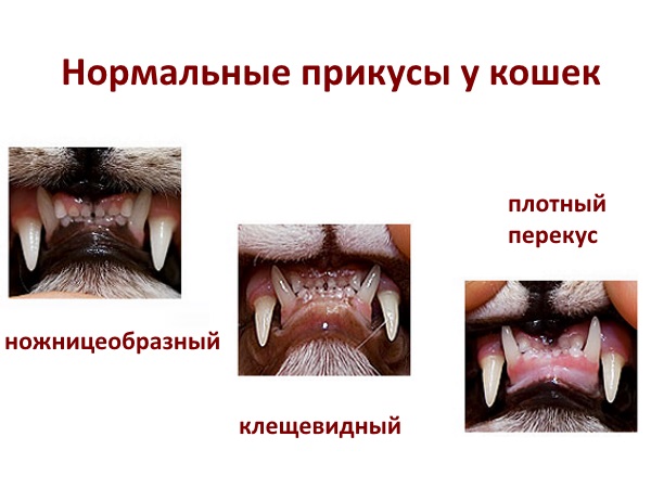 Зубы Кошки Схема Фото